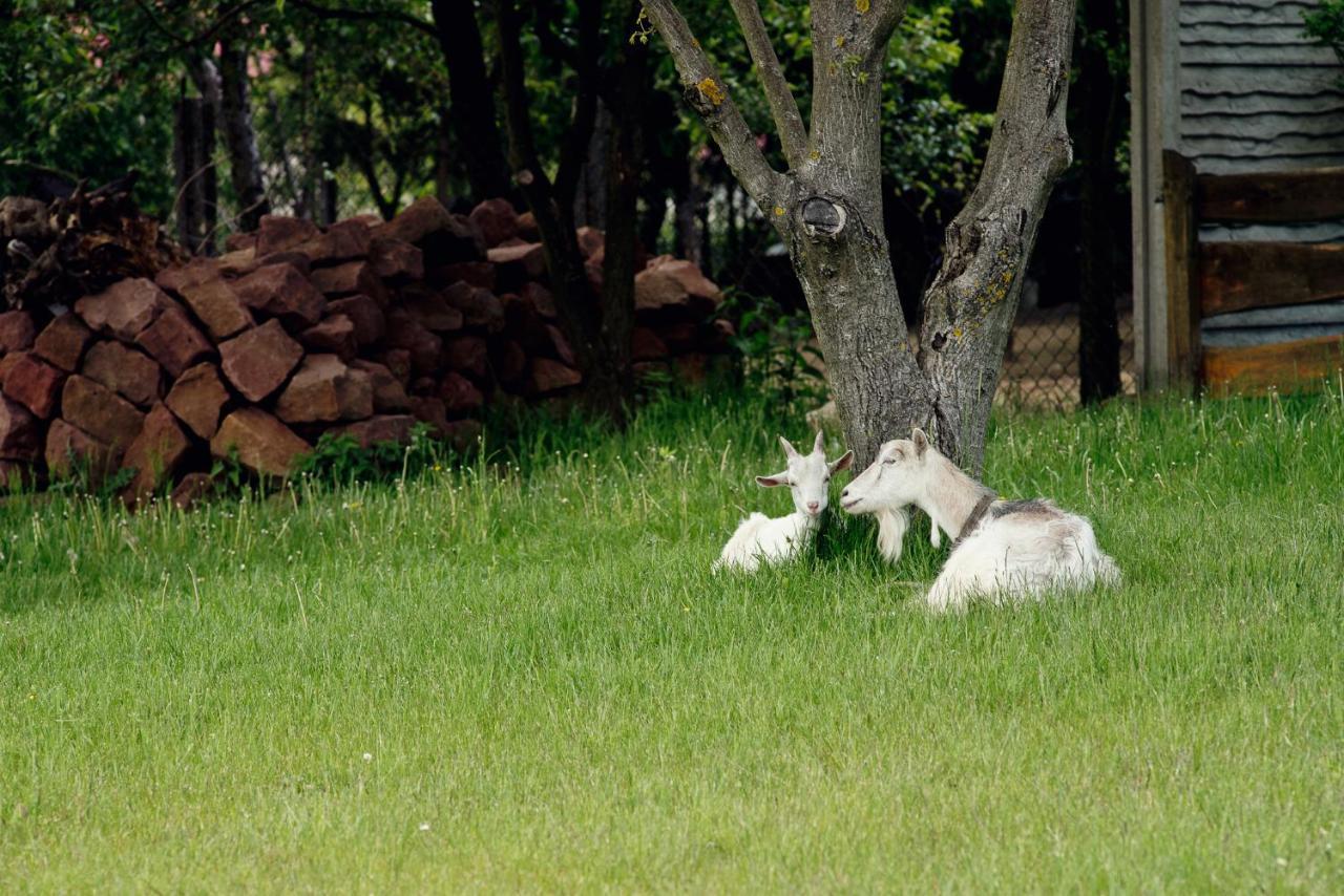 Willa Czarownica Nowa Slupia Dış mekan fotoğraf